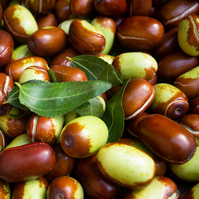 JOJOBA